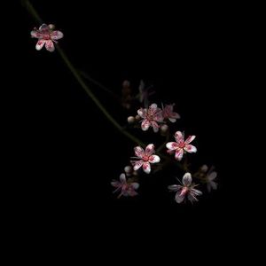 老公插女人视频
